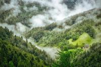 How Climate Change Is Affecting Trees and Forests Around the World