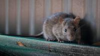 Philadelphia ranks among top 3 U.S. cities for rat problems, new report says