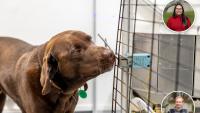 University of Waikato dogs trained to detect snail fever