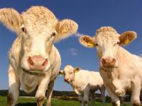New Brunswick farm alliance welcomes Atlantic growth roadmap