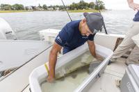 Once on the brink of extinction, sand tiger sharks are rebounding in Boston Harbor