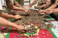 Brazil: Babassu, the mother palm