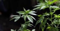 Study suggests price is the deciding factor in where cannabis users shop