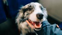 Brandywine Valley SPCA offers a sweet deal to help you find your next best friend
