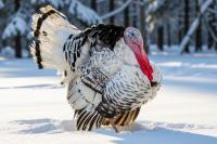 Farmer’s Almanac Drops Thanksgiving Forecast and If It’s Correct, Folks in Indiana & Kentucky Should Get Their Snow Shovels Ready