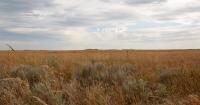 Oklahoma researchers study how to improve grassland conservation