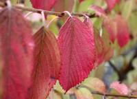 OUTDOOR ADVENTURES: Southern Oregon fall colors, salmon, hikes, presentations and more