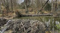 'Starter homes' for beavers: How encouraging the furry engineers to move in can help fight drought