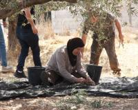 Palestinian Volunteers Join Olive Harves...