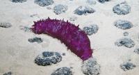 US deep-sea mining claims in Pacific’s high seas now rival the area set aside by international regulator