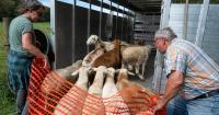 Fewer farms, bigger operations: The changing economics of Pennsylvania agriculture