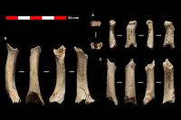Scientists Find 46,000-Year-Old Bone Fragments in a Cave, Leading to Groundbreaking Discovery