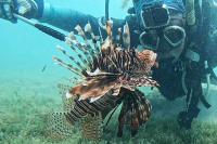 Divers Pull Over 36,000 Venomous Invasive Lionfish from Florida Waters During Fishing Challenge, Breaking State Record