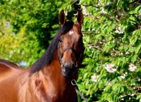 British and Irish Foal Crop Falls Again, Starman Busiest Stallion with 324 Mares Covered