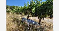 A 'robot dog' to promote the use of robotics in agriculture