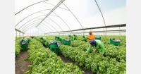 "Basil and chives lead demand for Kenyan herbs"