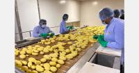 Dutch potato companies invited to Global Potato Summit in India