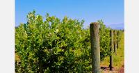 Peruvian blueberry varieties limit yield losses during El Niño