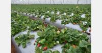 Six-fold rise in exporters of South African strawberries to oversupplied Middle East