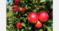 Global apple exports fall 21% as South Africa, Italy, and Türkiye gain market share