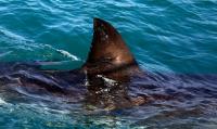Woman, 65, killed in shark attack in South Africa
