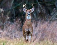 Game commission confirms EHD found in western Pennsylvania deer