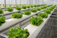 Farming Without Soil: Is Eswatini Ready for Hydroponics?