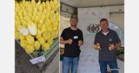 "Growth potential for high-quality endive varieties in Germany"
