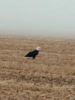 Delta State project supports bald eagle conservation and student research