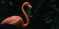Canadian Who Stole Flamingo from Vegas Resort Found Guilty of Animal Cruelty