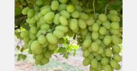 "We are currently harvesting Sweet Globe grapes, starting our first Autumncrisp within the next week"