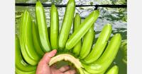 Indian banana exports face an unusual October peak season