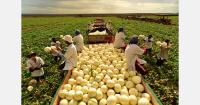 "Brazilian melon season off to a good start, with optimism for November and December"