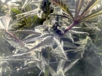 Audit finds flaws with Colorado’s marijuana testing framework