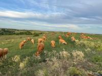 Virtual fencing, grazing practices featured at Nov. 5 field day near Verdigre, NE