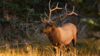 Utah Sportsman Permits Offer Extended Seasons For Big Game