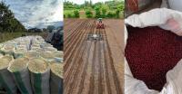 El Salvador Expands Agricultural Production to Over 368,000 Acres Through Modernization Program.