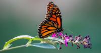 Butterflies passing through Wyoming won't see protections until 2030