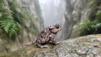 Research report: A new species of the genus Boulenophrys ( Anura , Megophryidae ) from western Guangxi, China