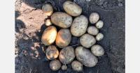 We are seeing increased demand for potatoes from Cyprus, Bulgaria and Romania