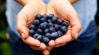 Science May Have Identified Pterostilbene as the Fat-Torching Compound in Blueberries