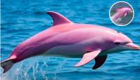 Rare pink dolphin captivates beachgoers after sighting off Oman coast