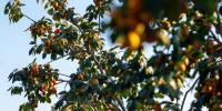 AgriLife names Oriental Persimmon as newest Texas Superstar plant