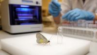 European Setina moth barcodes resolve three main lineages but leave species limits uncertain