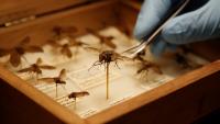 Museum morphology study redescribes two Anthomyia flies and revises the synonymy of Anthomyia diversa