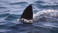 Swimmer dies in shark attack off South Africa’s southeast coast