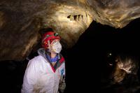 Vermont experts say bats need our help. How do we get over our fear of them?