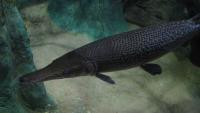 Great Lake sturgeon live much longer than science has counted
