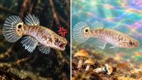 Scientists Used a Magic Mushroom Compound to Calm an Extremely Aggressive Fish