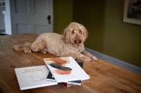Rowen Hollow Turns Pets into Published Authors